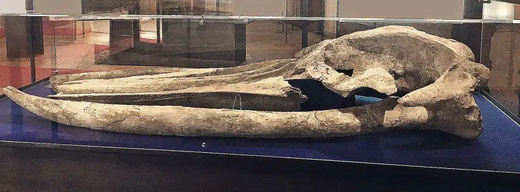 Fossili e Territori: le balenottere di Montafia
