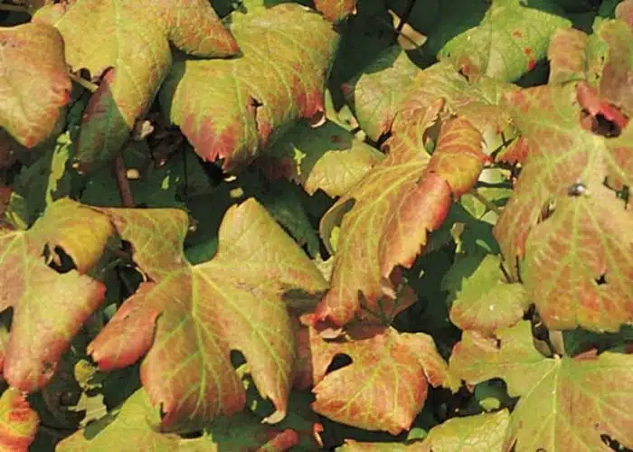 Flavescenza Dorata